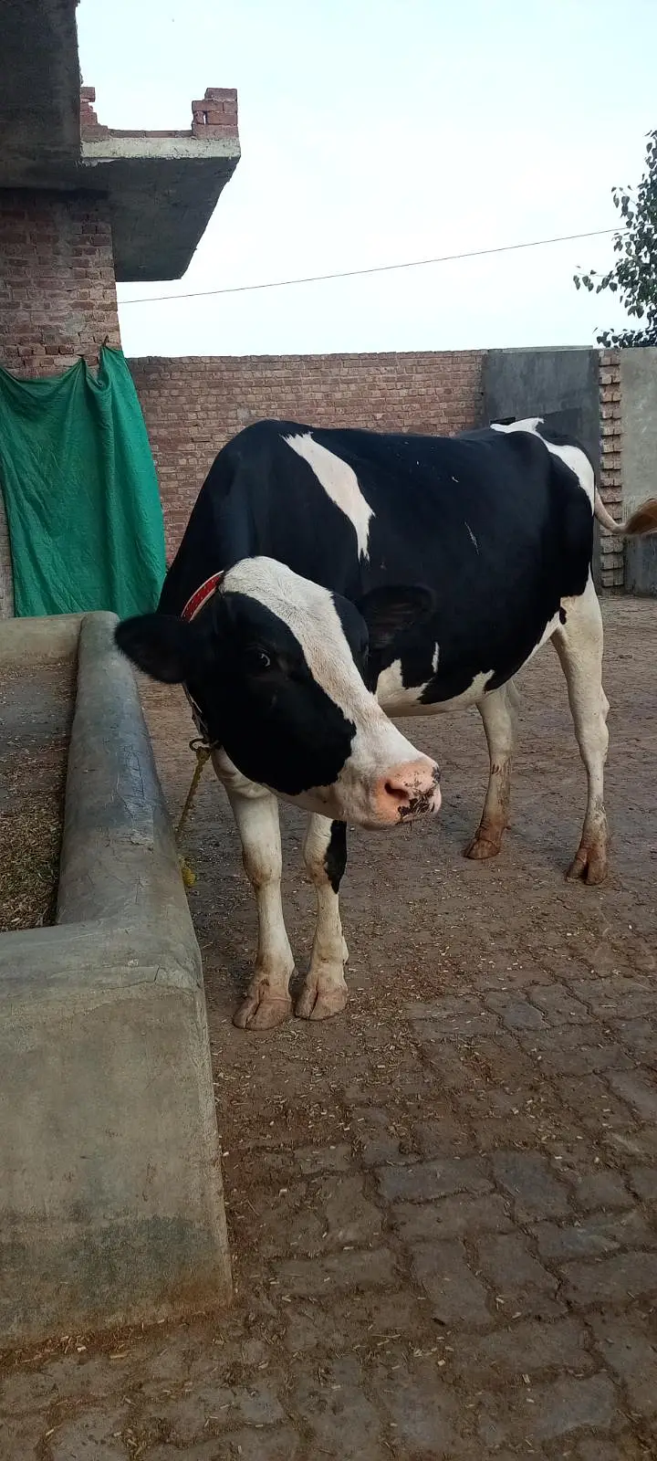 Friesian cross cow — photo 6