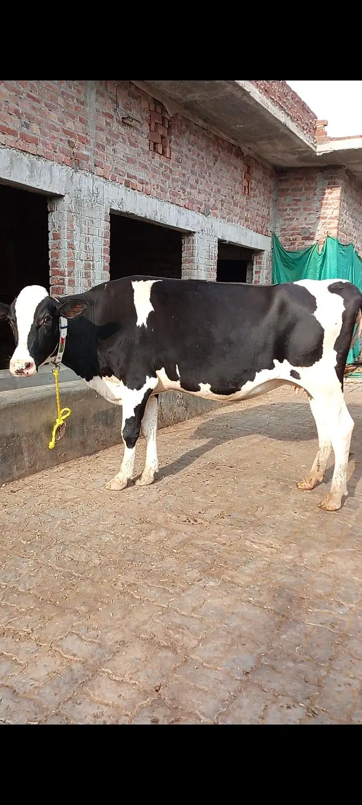 Friesian cross cow — photo 7