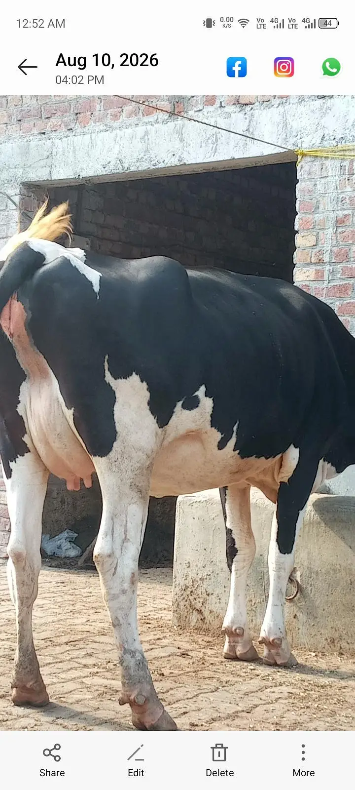 Friesian cross cow — photo 8