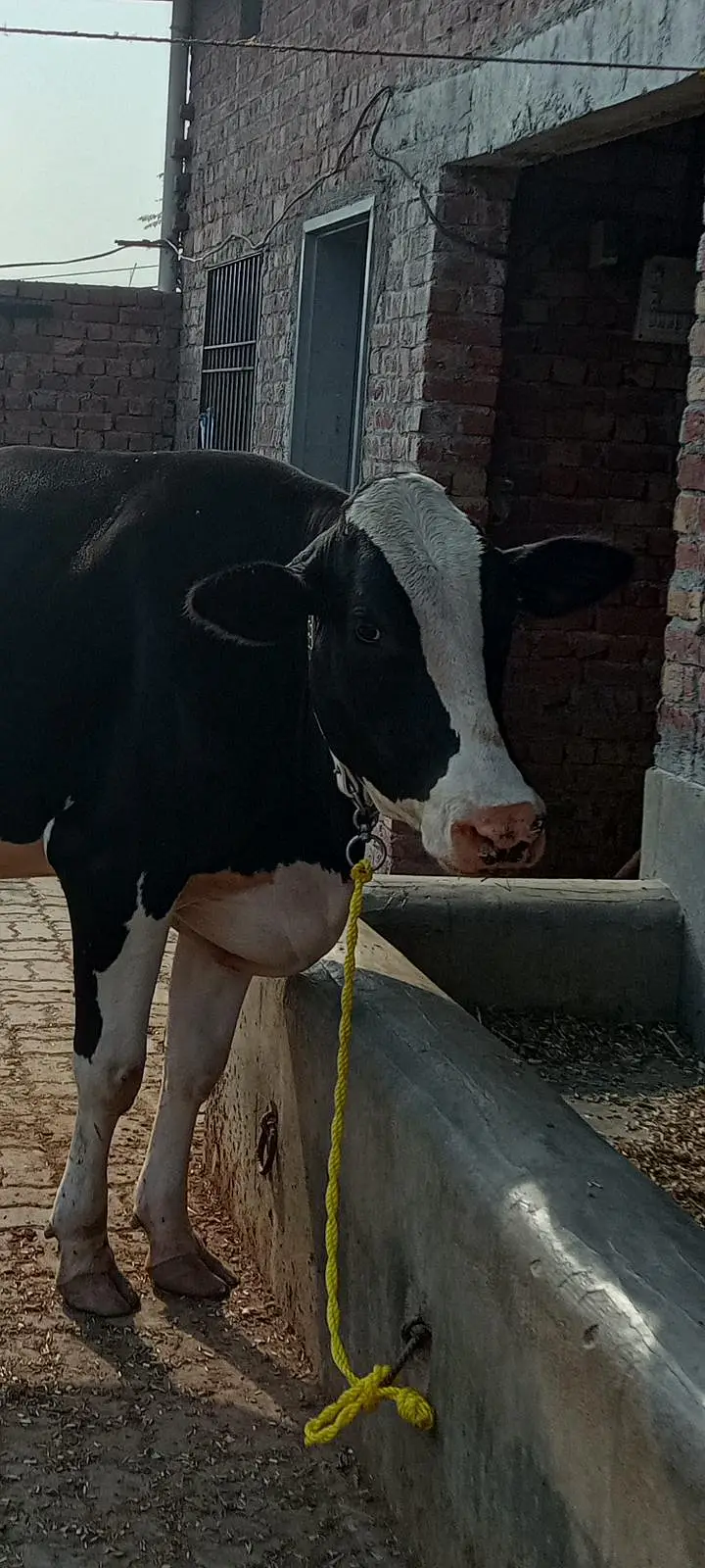 Friesian cross cow — photo 9