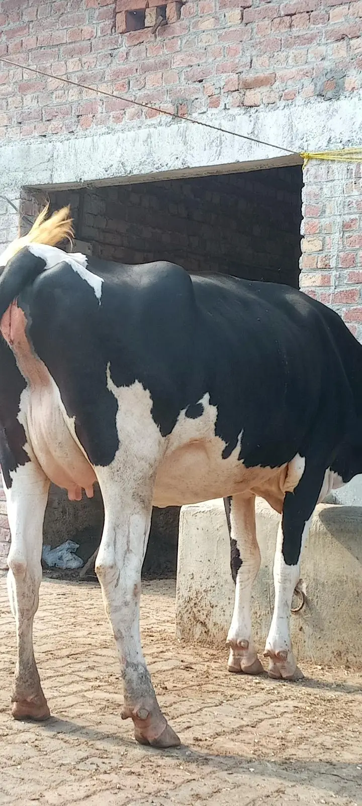Friesian cross cow — photo 10