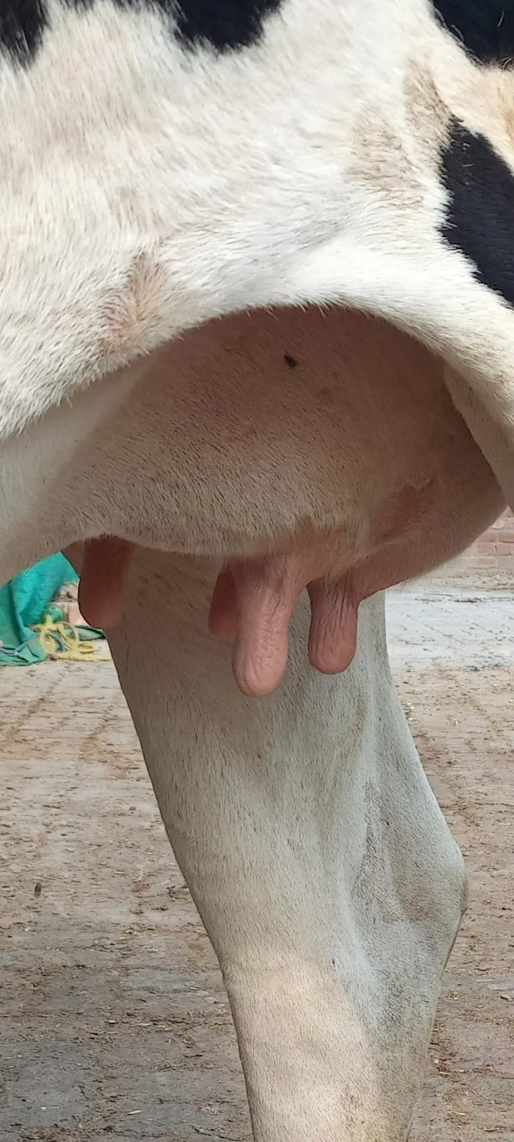 Friesian cross cow — photo 11