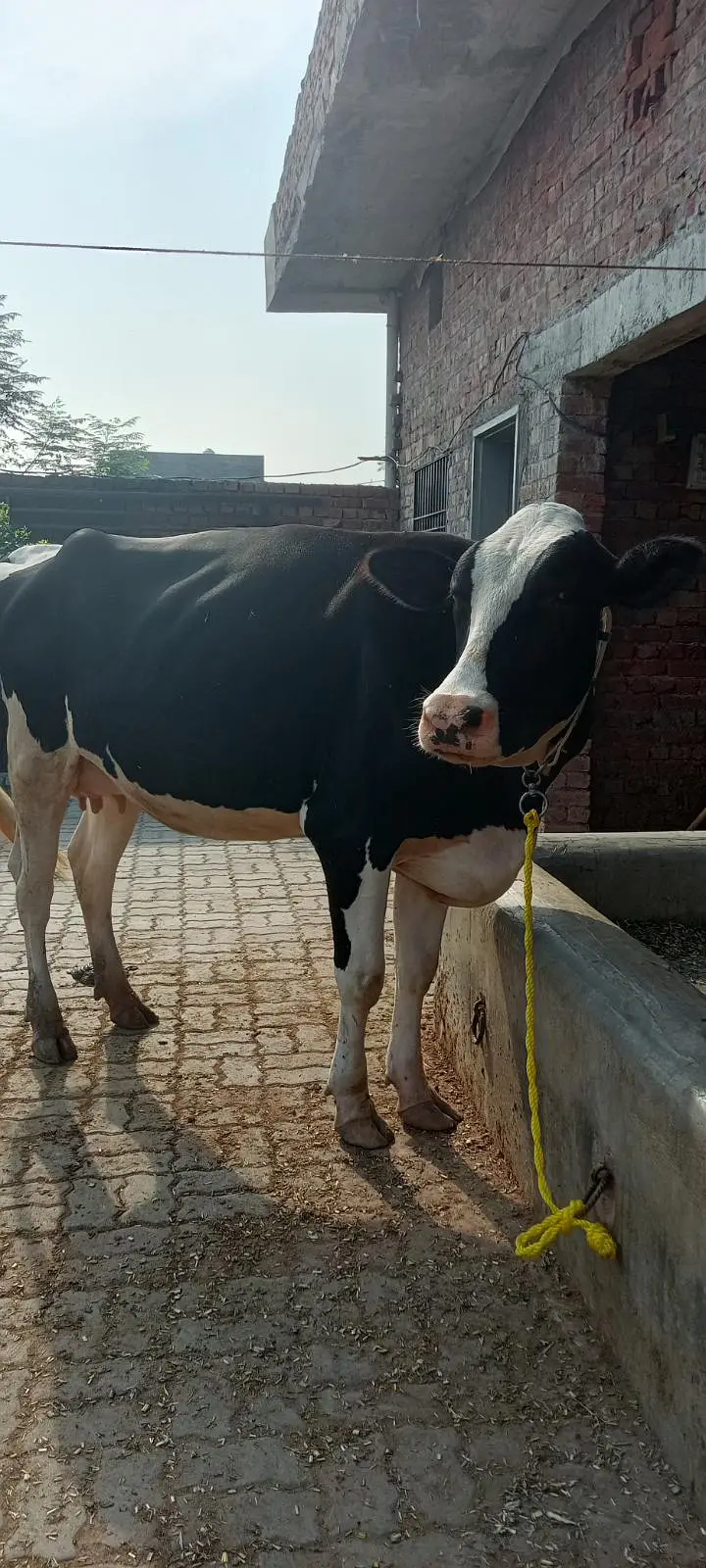 Friesian cross cow — photo 12