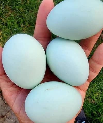 Fancy/Ameraucana Blue & green eggs layer chiks available. . 03367349141