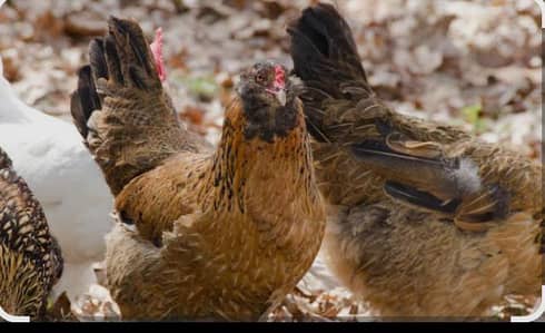 Fancy/Ameraucana Blue & green eggs layer chiks available. . 03367349141