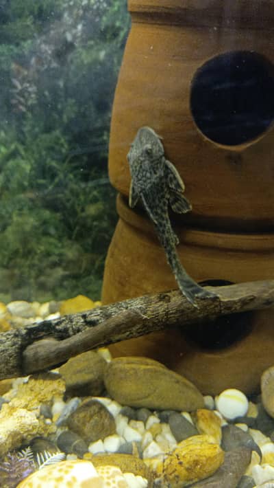 Mouth Sucker pleco Fish