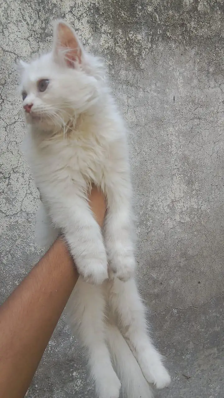 Persian kitten fully teamed — photo 2
