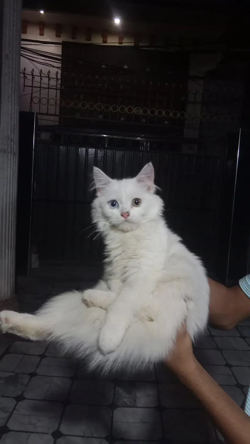 Persian kitten fully teamed — photo 3