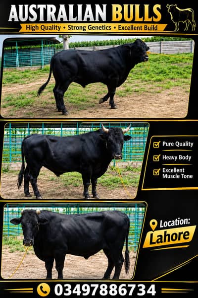 Bulls for Sale | Australian Bulls | Imported