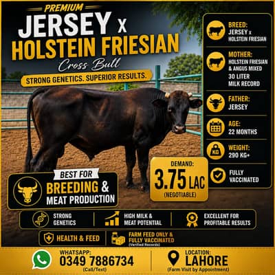Bulls for Sale | Australian Bulls | Imported