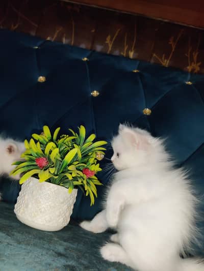 Blue eye cat kitten for sale in sahiwal