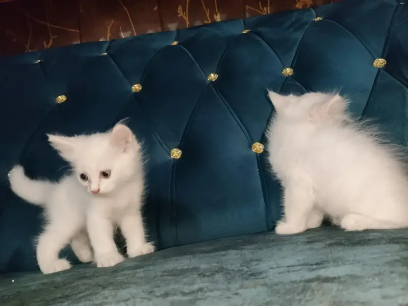 Blue eye cat kitten for sale in sahiwal — photo 2