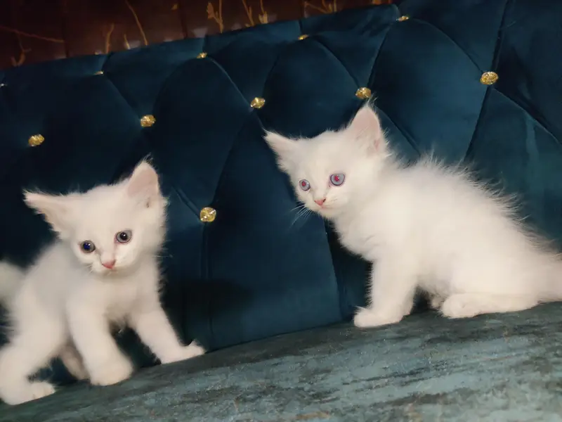 Blue eye cat kitten for sale in sahiwal — photo 3