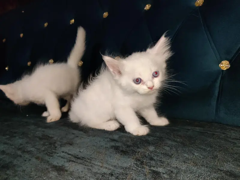Blue eye cat kitten for sale in sahiwal — photo 4