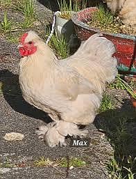 Bentam / Bantam / Bentum Pair