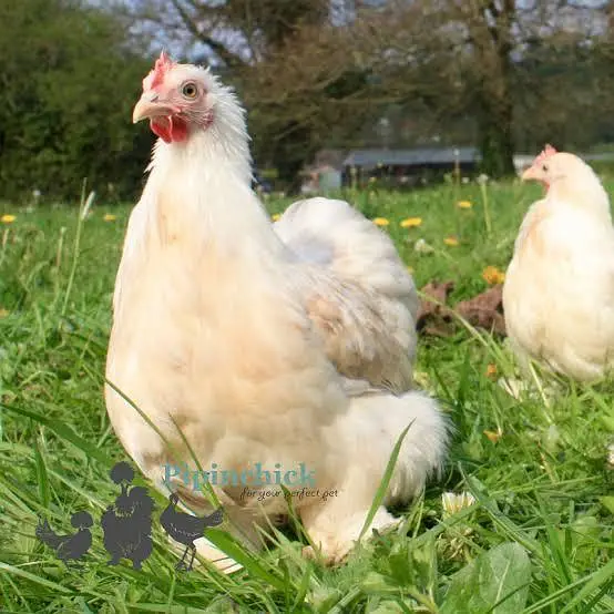 Bentam / Bantam / Bentum Pair — photo 2