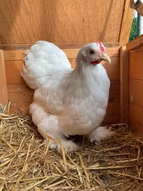Bentam / Bantam / Bentum Pair — photo 3