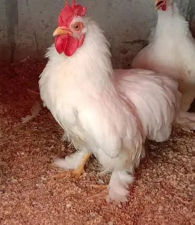 Bentam / Bantam / Bentum Pair — photo 4