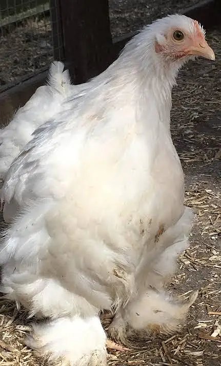 Bentam / Bantam / Bentum Pair — photo 5