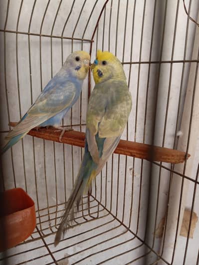 rainbow pair