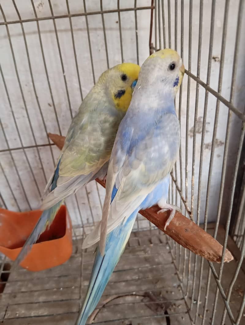 rainbow pair 1