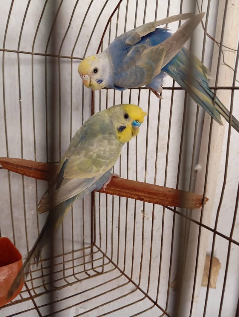rainbow pair 3