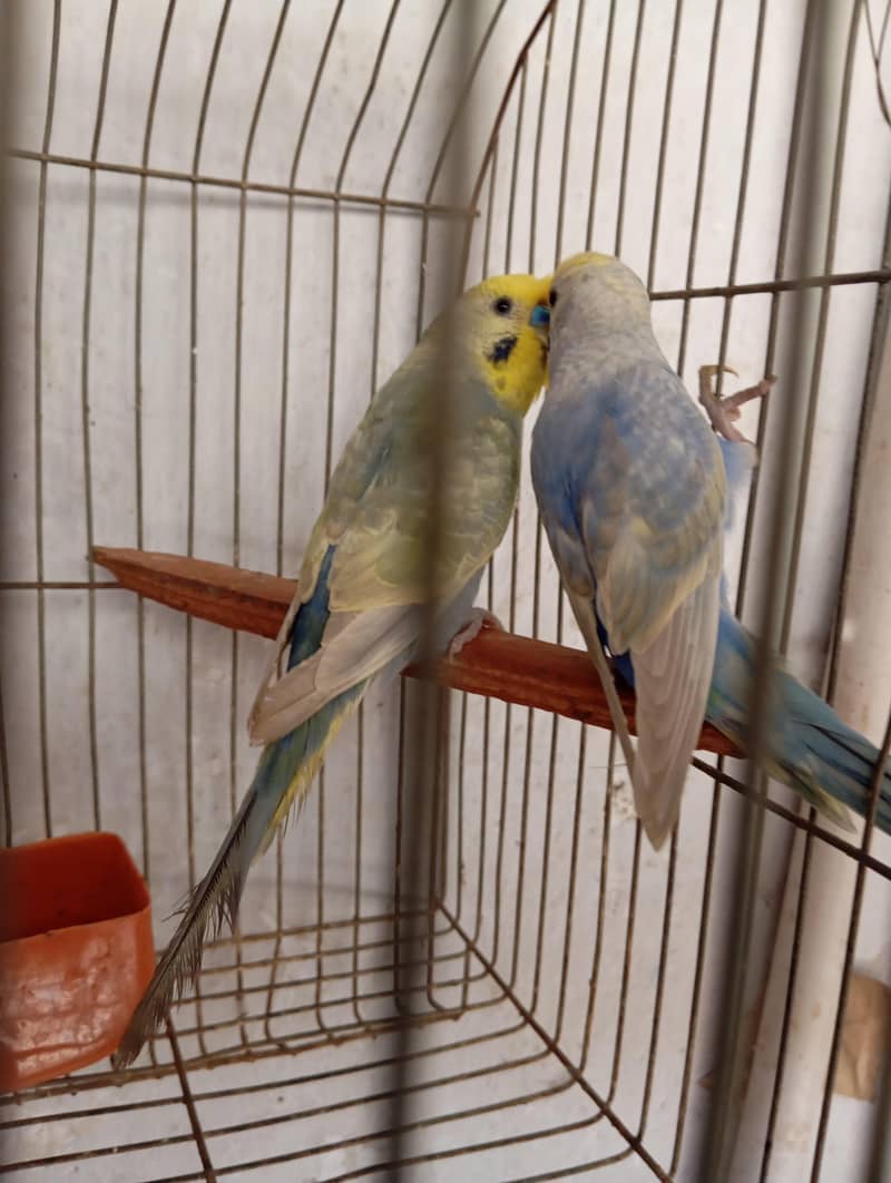 rainbow pair 4