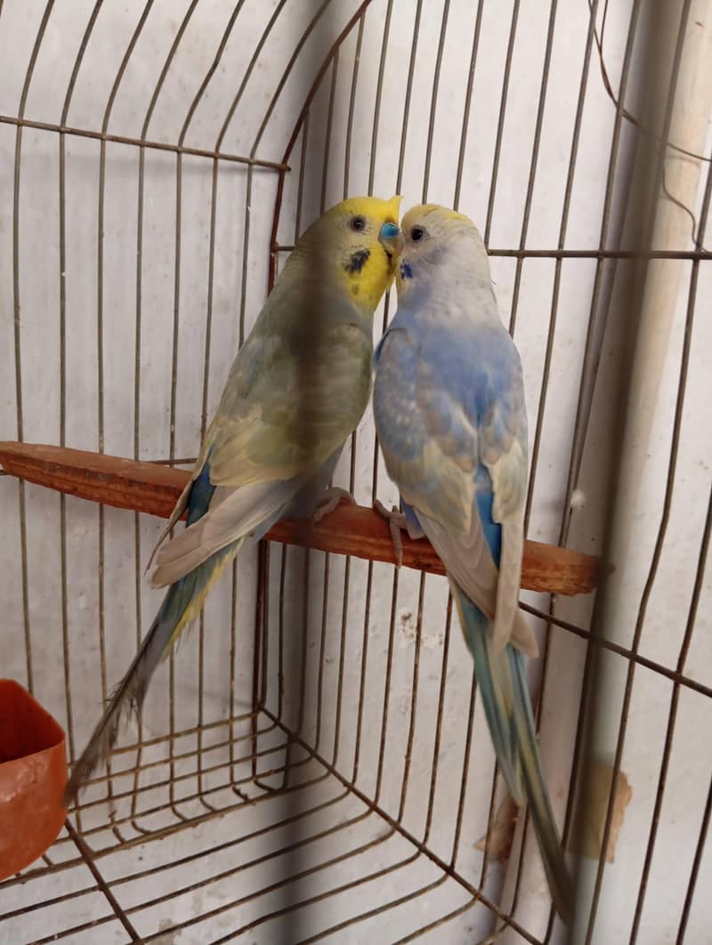 rainbow pair 5