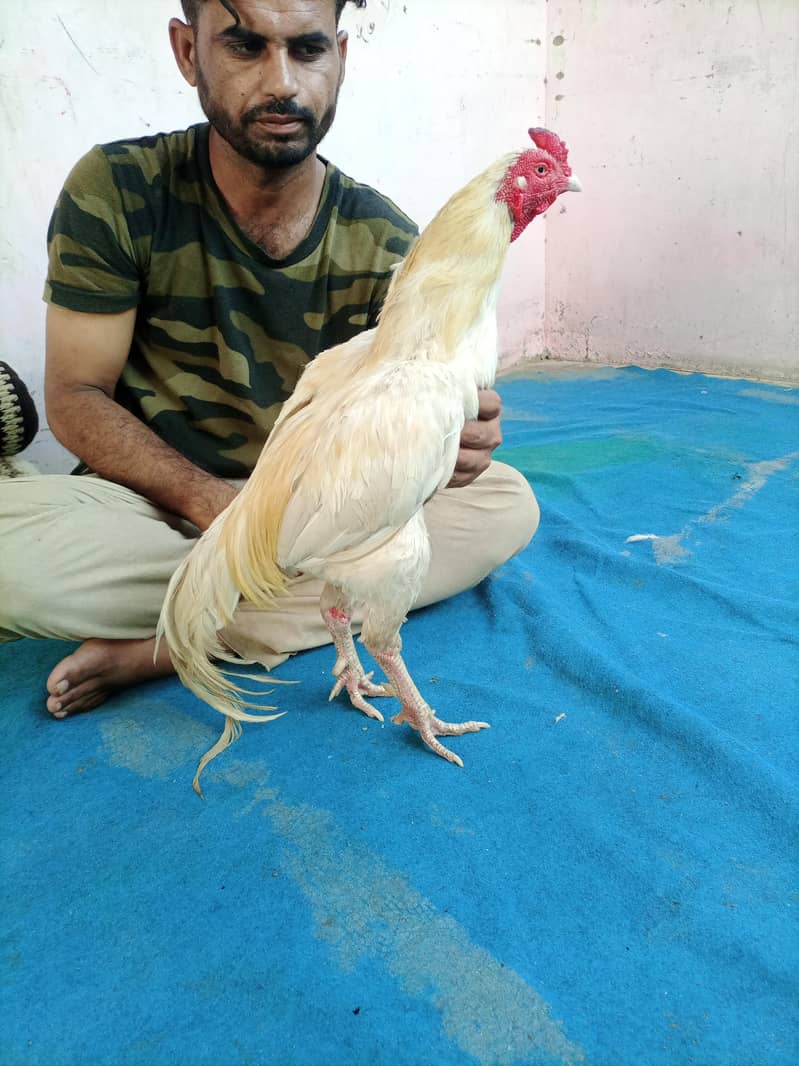 here for sell 7