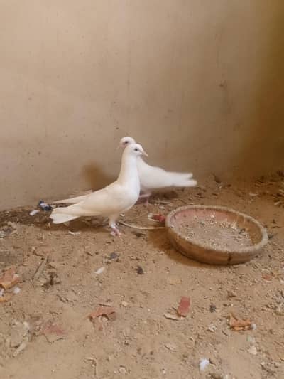 High flying pigeons, patii wale