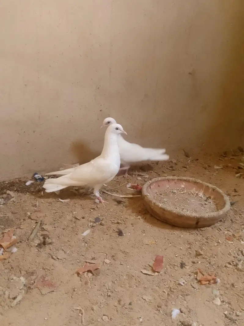 High flying pigeons, patii wale