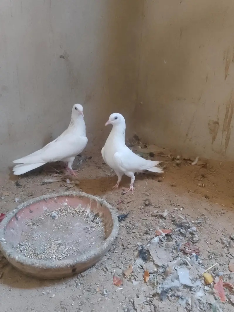 High flying pigeons, patii wale — photo 2