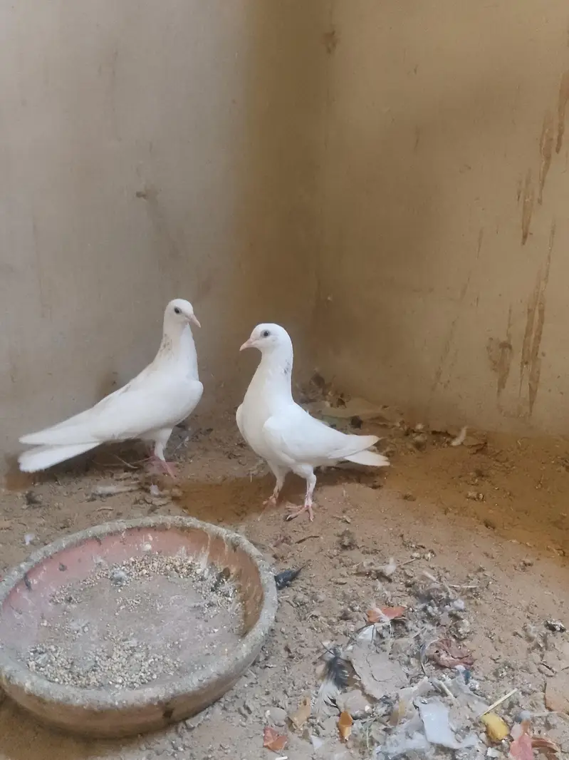 High flying pigeons, patii wale — photo 3