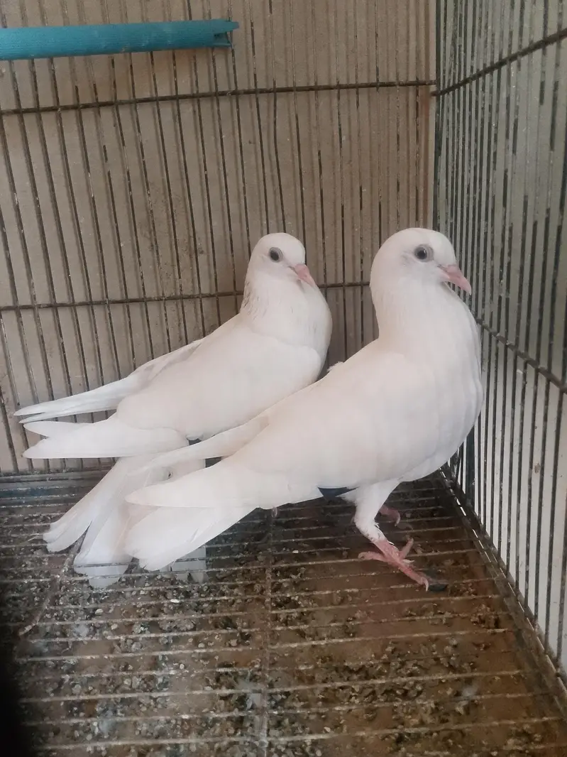 High flying pigeons, patii wale — photo 4