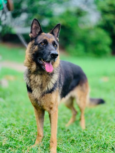 German shepherd female available