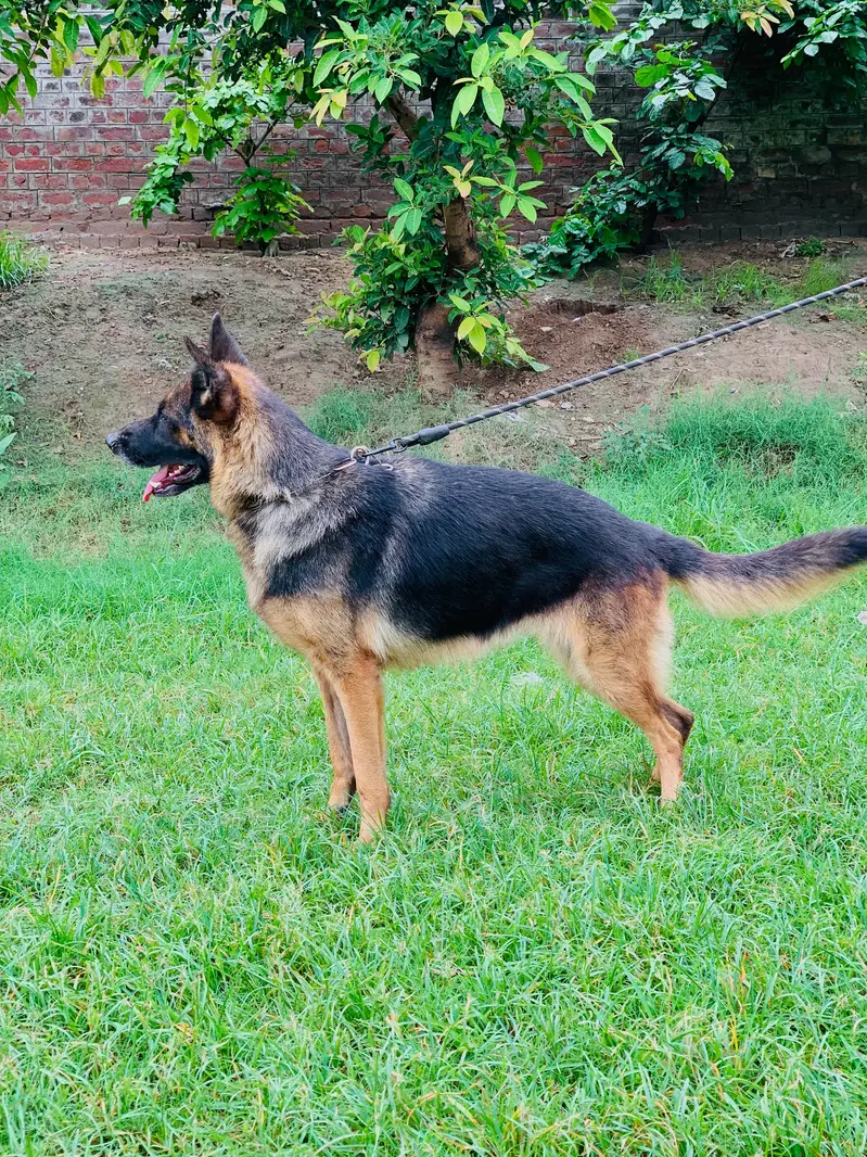 German shepherd female available — photo 2