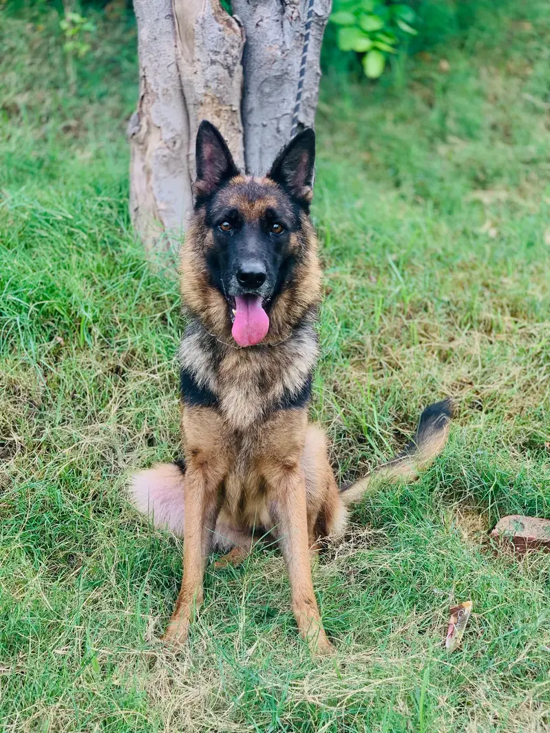 German shepherd female available — photo 3