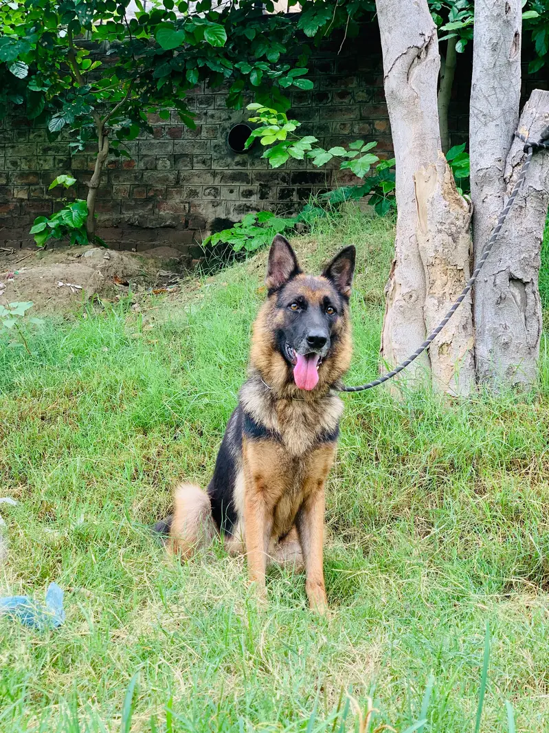 German shepherd female available — photo 4