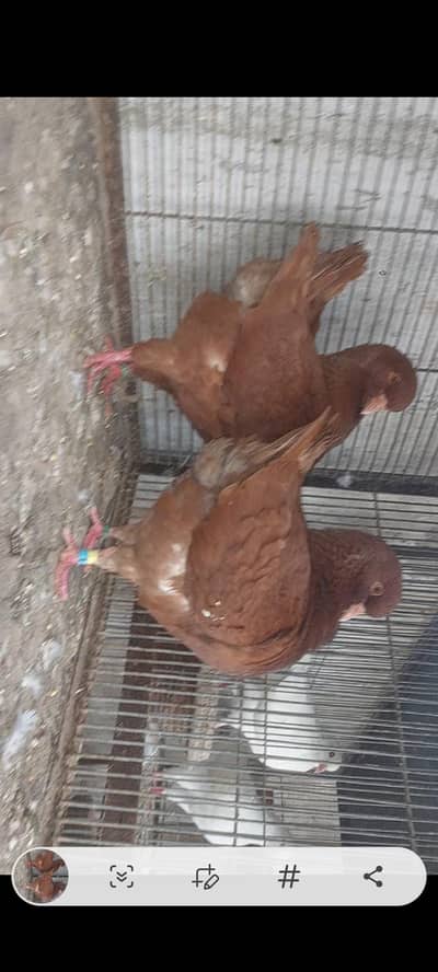 king fancy pigeons