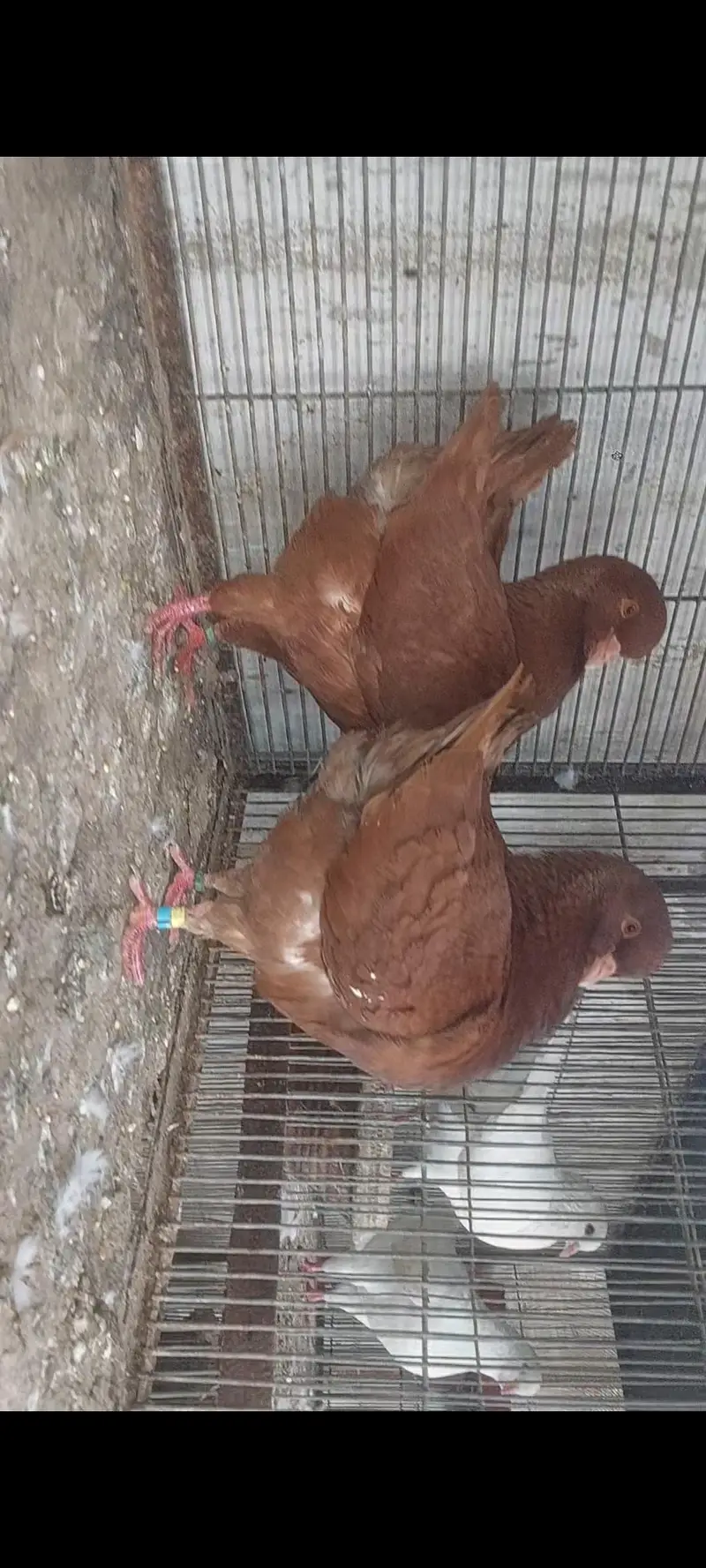 king fancy pigeons — photo 2