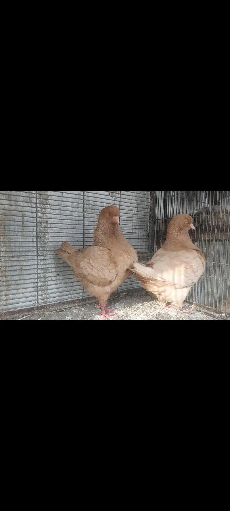 king fancy pigeons — photo 3