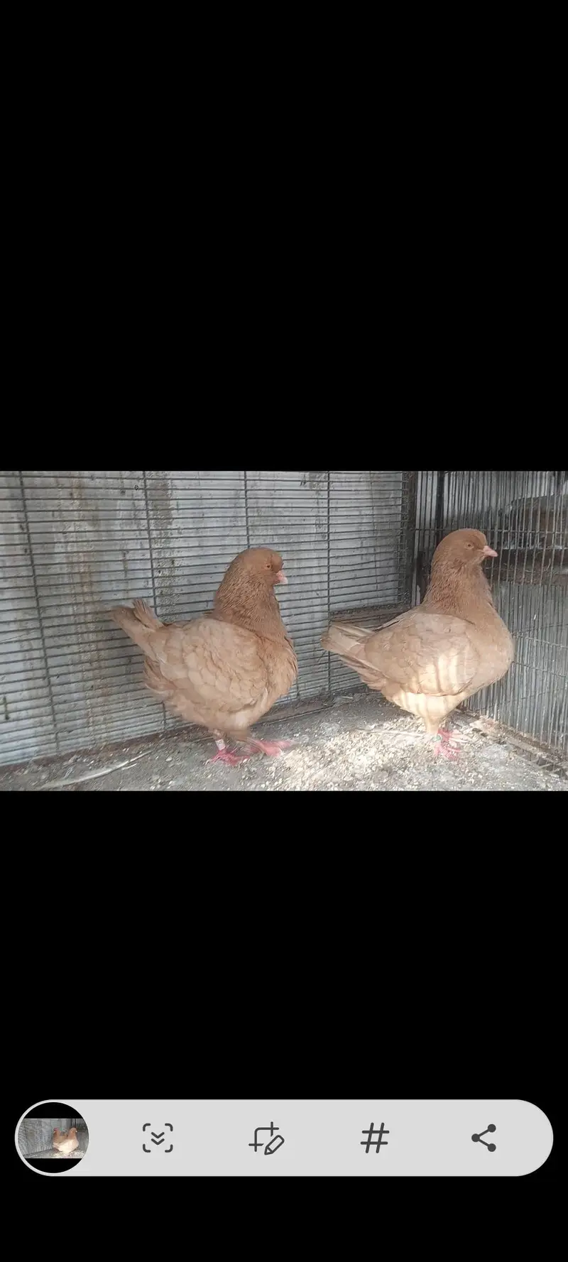 king fancy pigeons — photo 4