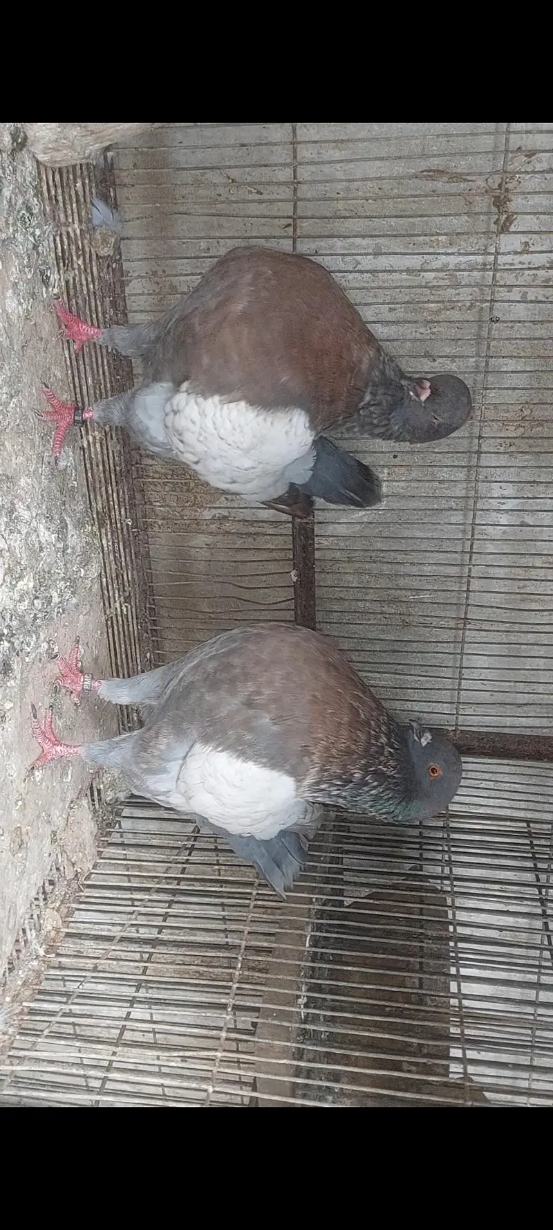 king fancy pigeons — photo 5