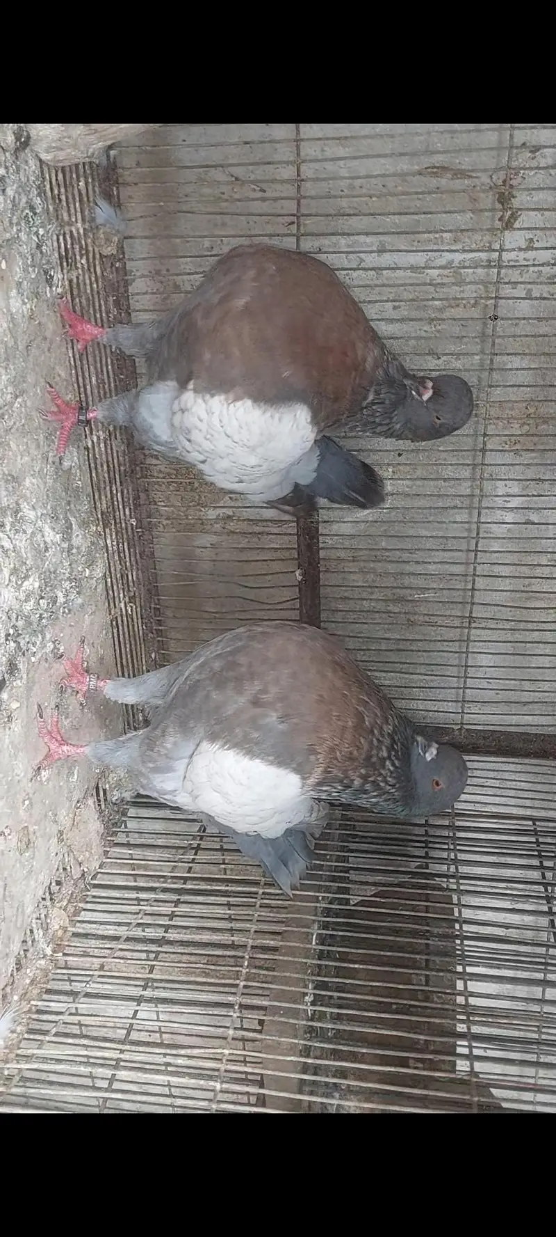 king fancy pigeons — photo 6