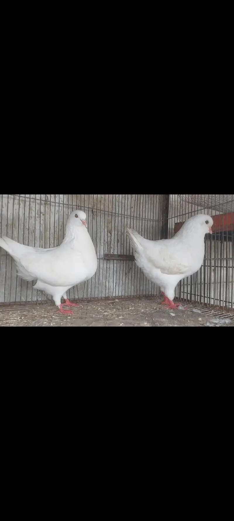 king fancy pigeons — photo 7