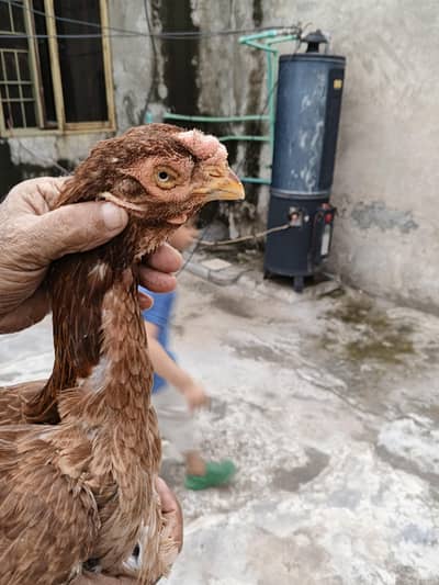 Parrot Beak Qandhari Madi