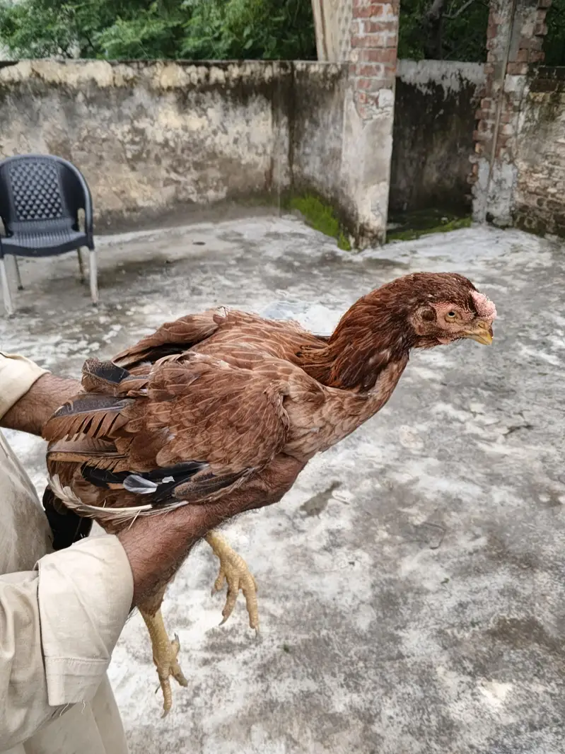 Parrot Beak Qandhari Madi — photo 2