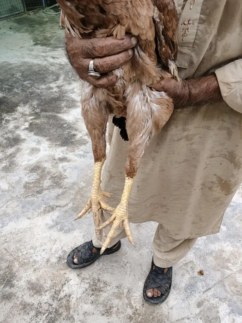 Parrot Beak Qandhari Madi — photo 3