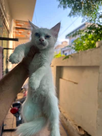 Persian cat for sale