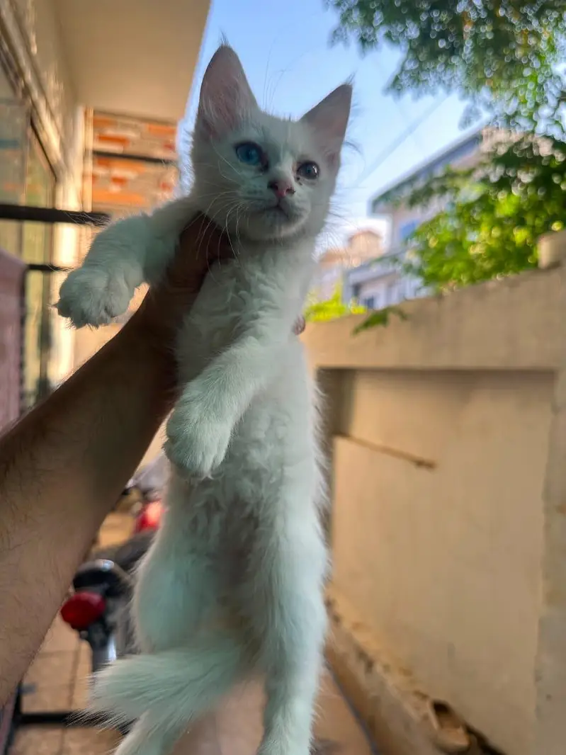 Persian cat for sale — photo 2